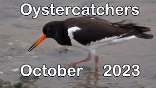 Oystercatchers  2023 [upl. by Edmund]