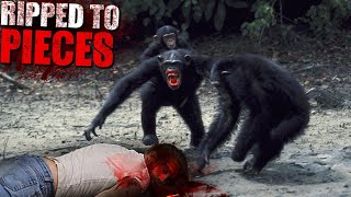 These Chimps Ripped a Man to Pieces and ATE Him CHIMPS Gone WILD [upl. by Nedaj659]