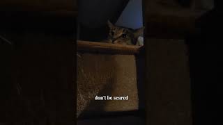 Hunter mode catvideo cat catlife catlover catvideooftheday catvideos cute [upl. by Uy]