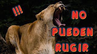 TOP 20 CURIOSIDADES DE LOS PUMAS [upl. by Landau214]