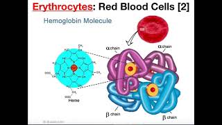 Structure and Function of Erythrocytes RBCs [upl. by Karalynn]