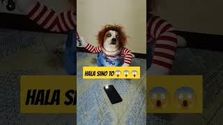 HALA SINO TO bingoandtatay pets bingodog animallover [upl. by Audri682]