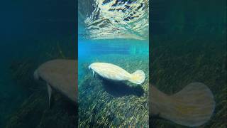 Manatee season officially started today 🦭Check out amp await for more manatees season fla springs [upl. by Adlee]