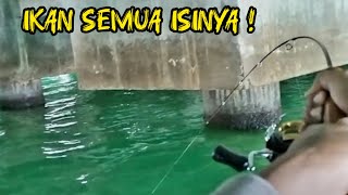 Baru Ini Ketemu Sarang Ikan Kelaparan Sampai Capek Strike Bagai Dikolam [upl. by Ruella]