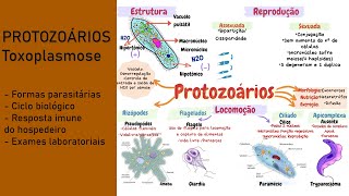 Protozoologia  Toxoplasma gondii [upl. by Prader]