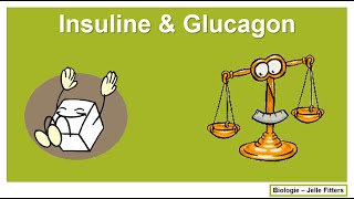 Regeling  Insuline amp Glucagon [upl. by Coleville]