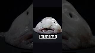 Der Blobfisch hässlichster Fisch der Welt wissenswert biologie tierfakten fakten tiefsee [upl. by Nemaj]