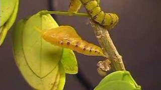 Time Lapse  Phoebis sennae Butterfly PupatesEmerges Metamorphosis V00086a [upl. by Sirmons]