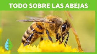 Las ABEJAS 🐝💛 Ciclo de VIDA Cómo hacen MIEL e IMPORTANCIA [upl. by Bromley]