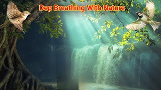 Bird Sound For Meditation । Meditation bird sounds । Meditation music [upl. by Niriam]