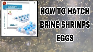 How to hatching brine shrimps eggs  successfully  fish lover [upl. by Drugi205]