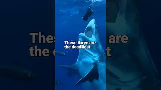 Top 3 Dangerous Sharks 🦈 animals trending shorts facts knowledge viralshorts [upl. by Coppock]