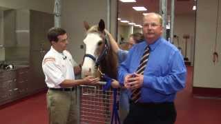 University of Tennessee Veterinarians Discuss Eye Diseases in Horses [upl. by Silverman669]