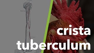 Kas ve İskelet Sistemi Terminolojisi tuberculum crista 5 [upl. by Kasevich]