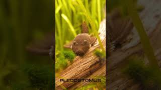 Plecostomus Fish The Ultimate AlgaeEating Aquarium Helpers marinelifewonders [upl. by Hegarty]