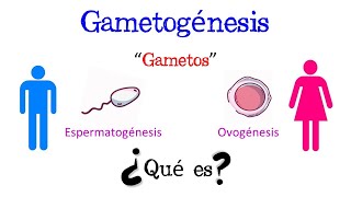 💥 ¿Qué es la Gametogénesis 💥 Fácil y Rápido  BIOLOGÍA [upl. by Rob988]