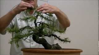 Demo op een Yamadori Larix decidua 1 [upl. by Maynard]