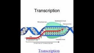 Ep34  Gene Function Unit 4 [upl. by Manuela]