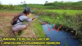 Mancing di Selokan Tengah Sawah Ikannya Masih Melimpah LM12 [upl. by Weslee]