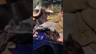 quotEl Momento Más Tierno De Hoyquot Ganadero Alimenta a una Cría de Vaca en el Polaris Quad🐄❤️yt toro [upl. by Aleb139]