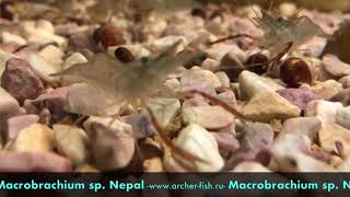 Macrobrachium sp Nepal [upl. by Antonietta]