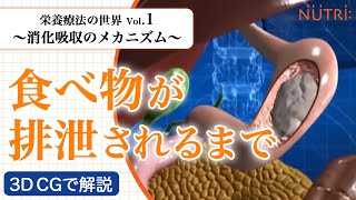 栄養療法の世界Vol1 消化吸収のメカニズム〈3D CG解説〉－食べ物が排泄されるまで－ [upl. by Grange947]