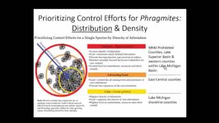 Phragmites Management in WI [upl. by Ailyt]