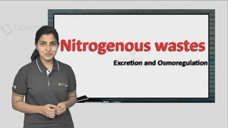 Watch this one video and never forget what Nitrogenous Wastes is NEET Zoology XI [upl. by Lexi]