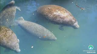 Homosassa Manatee Webcam Highlights  Above Water [upl. by Alica]