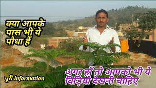 christmas tree care  how to grow and care araucaria plant  क्रिसमस ट्री की देखभाल [upl. by Arted309]