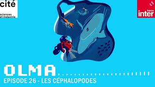 Les céphalopodes  Olma S1 ép26 [upl. by Meeker]