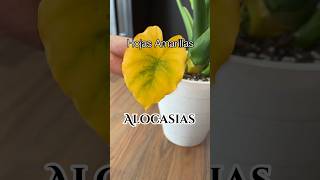 Porque se ponen amarillas las hojas de las Alocasias  plantas alocasia [upl. by Eirrot]