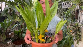 Orquídea Lycaste aromático cultivo👍￼ [upl. by Haceber]