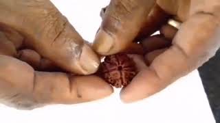 Original Rudraksha  ഒറിജിനൽ രുദ്രാക്ഷം [upl. by Laaspere]