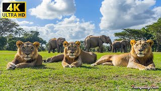 4K African Wildlife Mudumu National Park Namibia  Scenic Wildlife Film With Relaxing Music [upl. by Sokul]