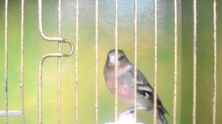 chaffinch cross greenfinch hybrid [upl. by Verena]