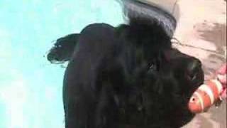 Newfoundland Dog  True Newfoundlanders Extended version [upl. by Aisul]