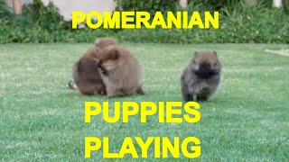 POMERANIAN PUPPIES PLAYING 1  ACER [upl. by Atil]