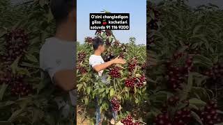 Yangi navdigi glos kochatlari sotuvda 91 1169200 200k fruit avto rek keşfet garden rekk top [upl. by Eioj976]