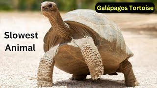 Slow and Steady  Galápagos Tortoise Slowest Animal  Learn About Trotoise Fact  AnimalFactsJourney [upl. by Roberts889]