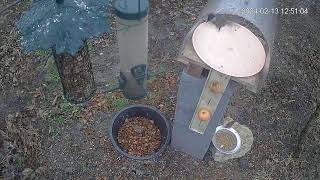 Danube Plain Bird Feeder  Balkan Birds  Bulgaria [upl. by Caplan]