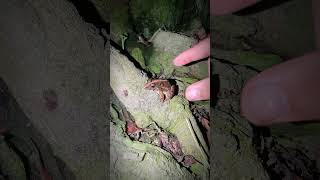 catching and touching froggy for fun  jumping frog laugh  funny frog jumping [upl. by Aehta]