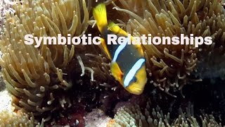 Symbiotic RelationshipsDefinition and ExamplesMutualismCommensalismParasitism [upl. by Tolliver595]