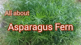 Asparagus Fern  How to care for Asparagus Fern  Sprengeri Asparagus Fern [upl. by Ahsaenat]