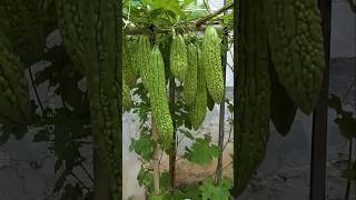 How to Grow Bitter Gourd Plant at Home plants farming shorts [upl. by Kapor99]