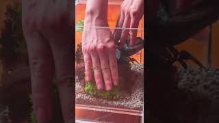 Pileainvolucrata and Saxifraga stolonifera moss insect terrarium DIY tutorial [upl. by Ahsiliw]