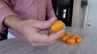 Kumquats  What Are They and How Do You Eat Them [upl. by Mimi]