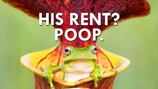 You Won’t Believe What Pitcher Plants Charge In Rent [upl. by Petigny]