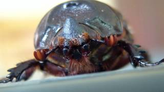 Oryctes rhinoceros  neushoornkever  coconut rhinoceros beetle in Thailand [upl. by Erek51]