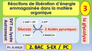 Etapes de la glycolyse explication claire et complète SVT  2 Bac [upl. by Ardnahc455]